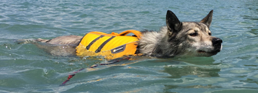 Schwimmweste für Hunde